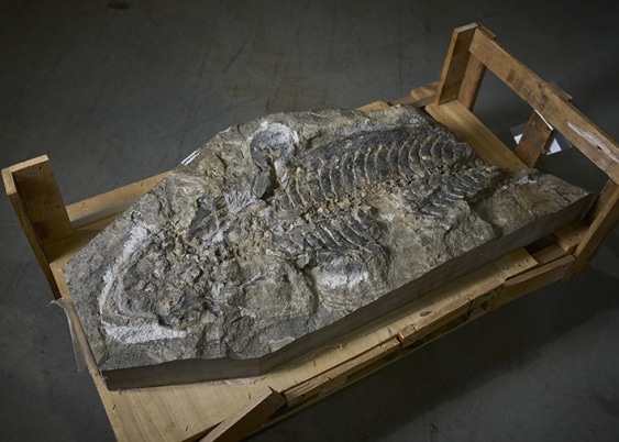 fossile chigutisauride