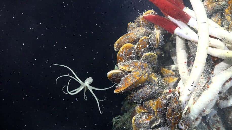nouveau ecosysteme sous surface monts hydrothermaux couv