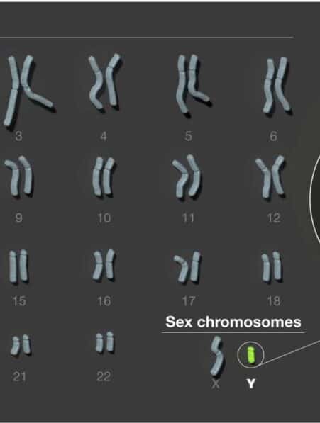 sequencage chromosome y humain entier couv