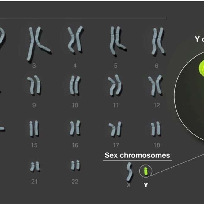 sequencage chromosome y humain entier couv