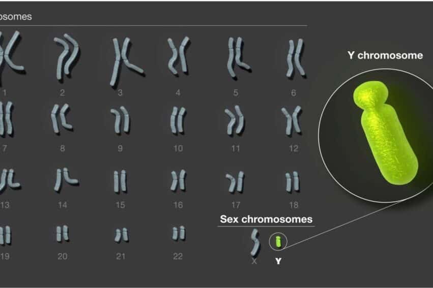 sequencage chromosome y humain entier couv