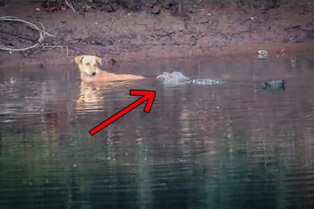 crocodiles sauvent chien couv 2