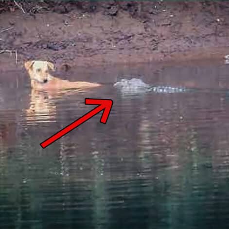 crocodiles sauvent chien couv 2