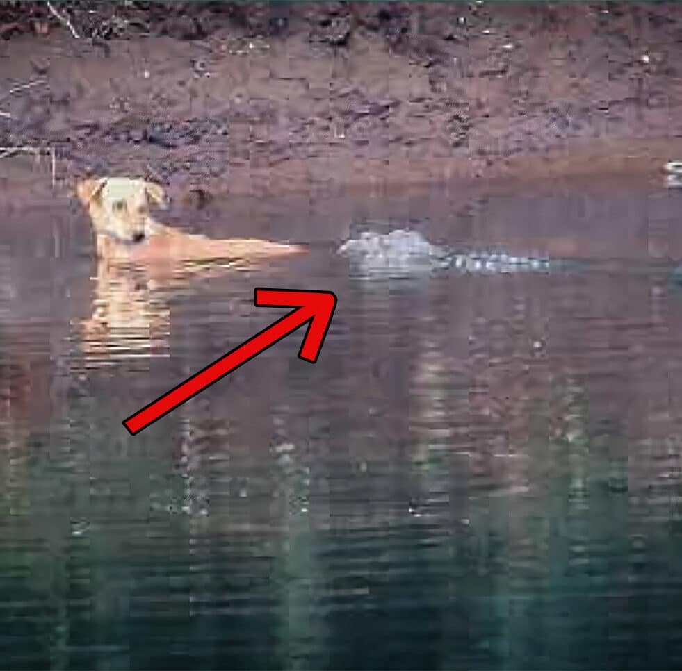 crocodiles sauvent chien couv 2