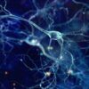 nouveau type cellules cerebrales glutamate neuroscience couv