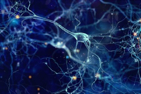 nouveau type cellules cerebrales glutamate neuroscience couv