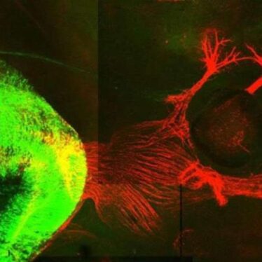regenener neurones liaisons moelle epiniere restauration marche souris couv