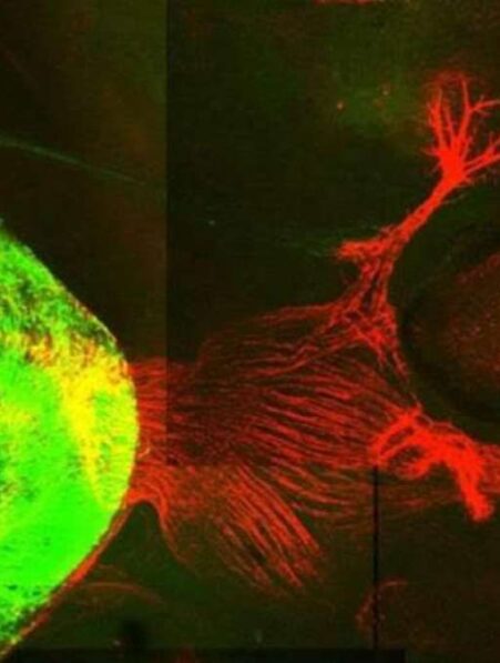 regenener neurones liaisons moelle epiniere restauration marche souris couv