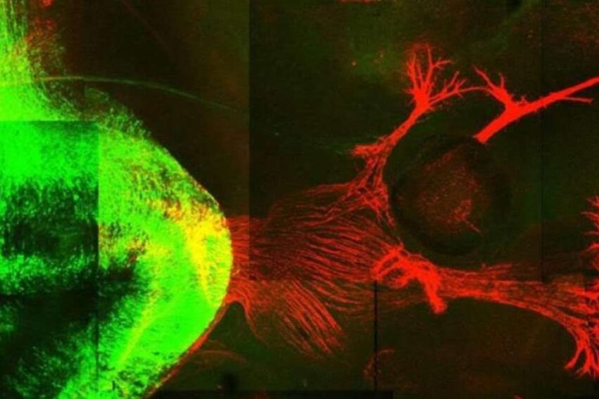 regenener neurones liaisons moelle epiniere restauration marche souris couv