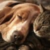 attachement humain chats chiens inegal
