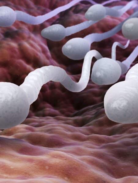 micro organiqmes sperme defient 3 loi newton couv