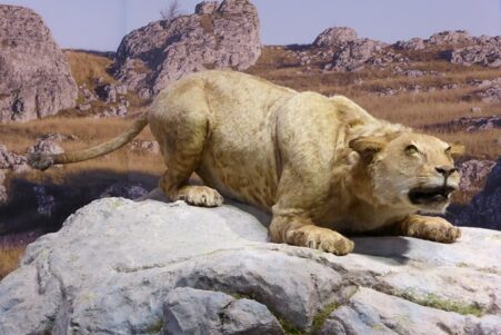 neandertaliens chasse felins lions peau