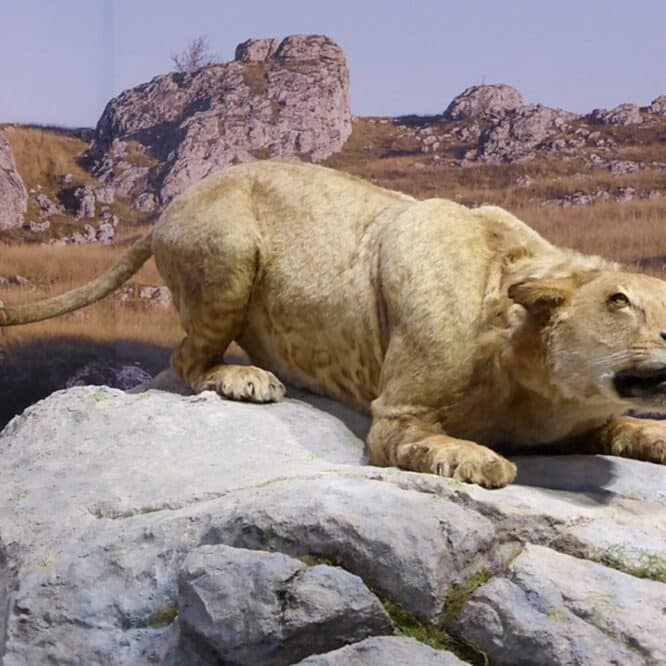 neandertaliens chasse felins lions peau