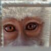 tests neuralink singes macaque presentait deformation cerveau