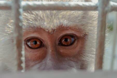 tests neuralink singes macaque presentait deformation cerveau