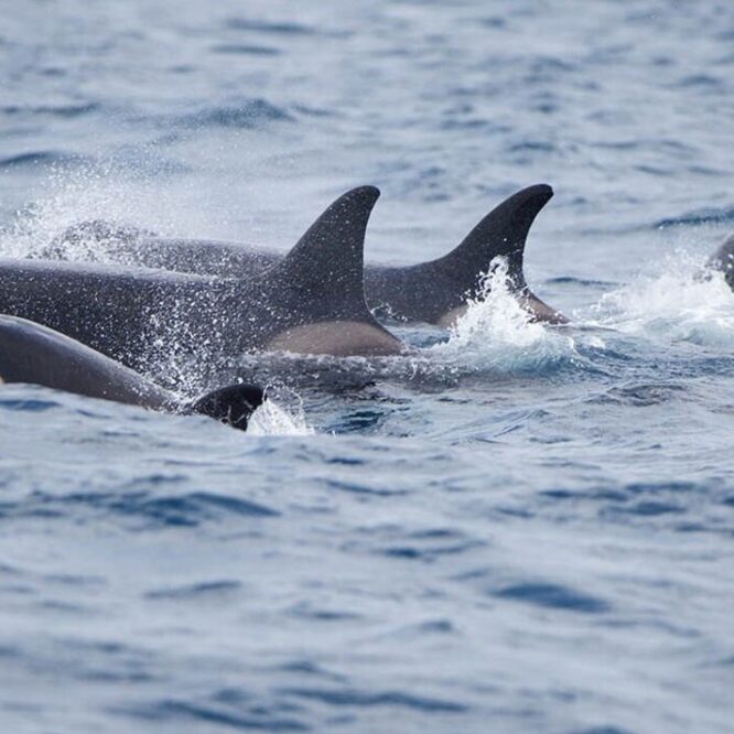 attaque orques embarcations gibraltar apprentissage couv