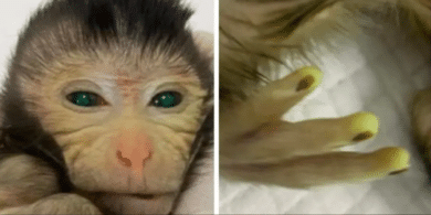 Un singe chimérique aux doigts fluo et aux yeux verts conçu en Chine
