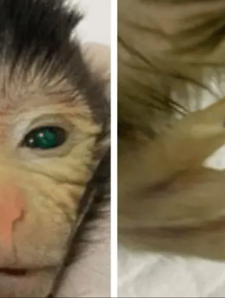 chercheurs ont concu singe chimerique yeux verts couv