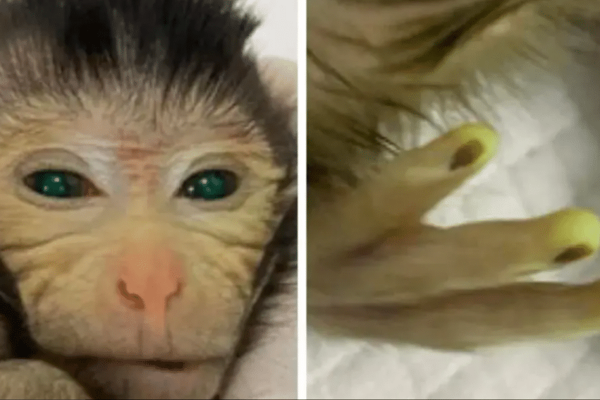 chercheurs ont concu singe chimerique yeux verts couv