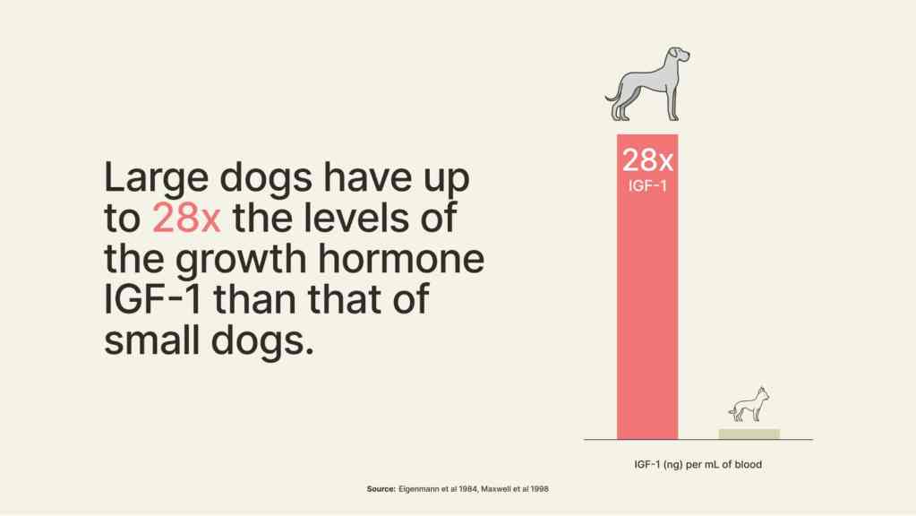 hormone grands chiens