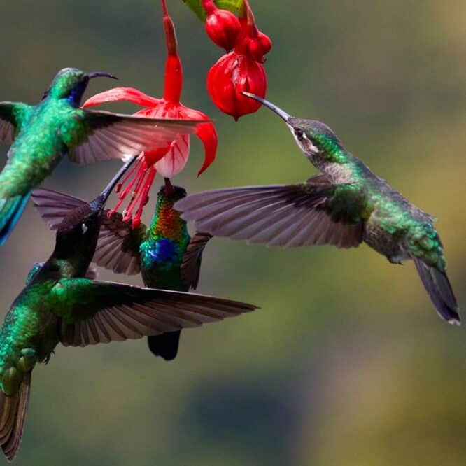 secret agilite colibris