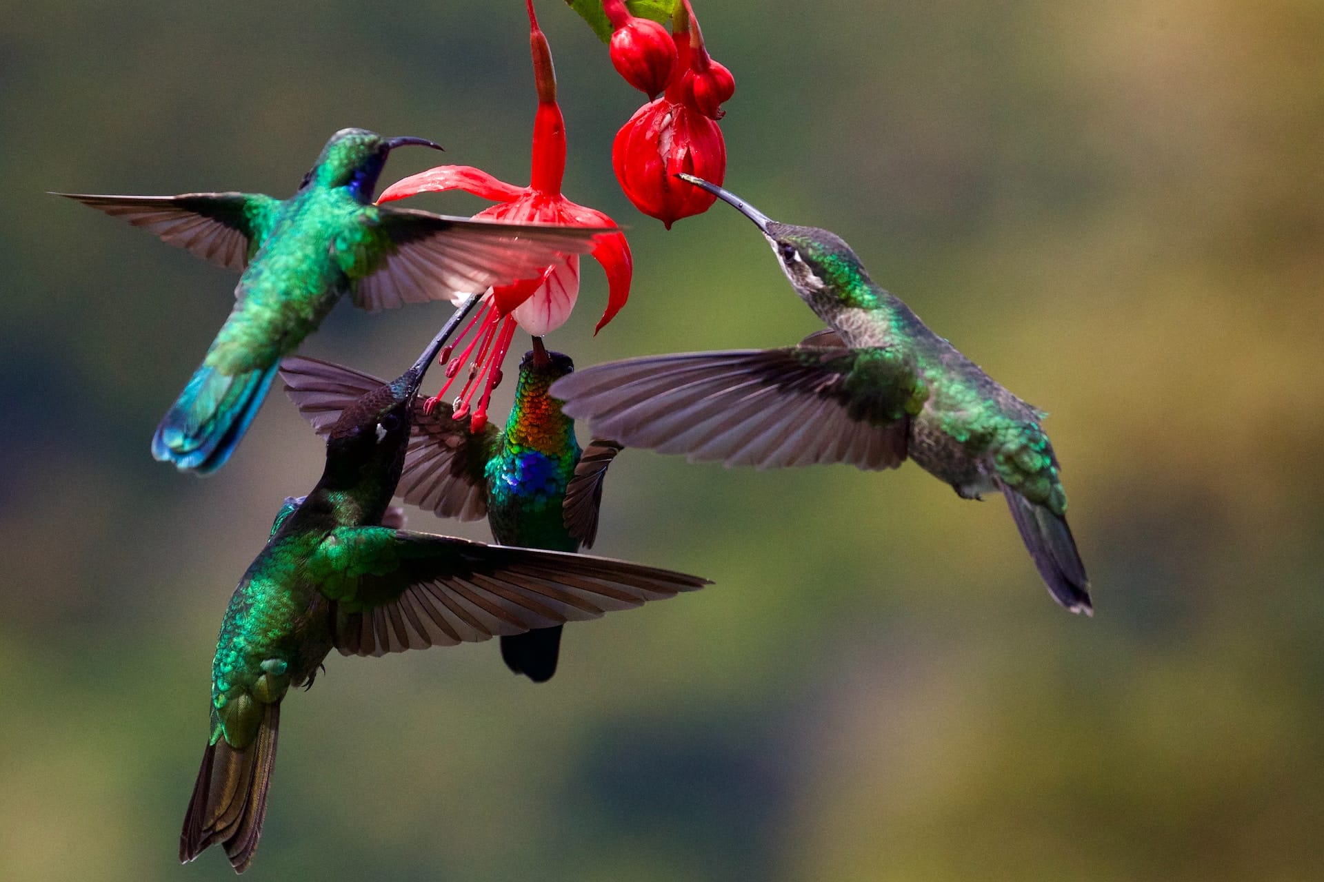 Il segreto della straordinaria agilità dei colibrì è stato finalmente decifrato