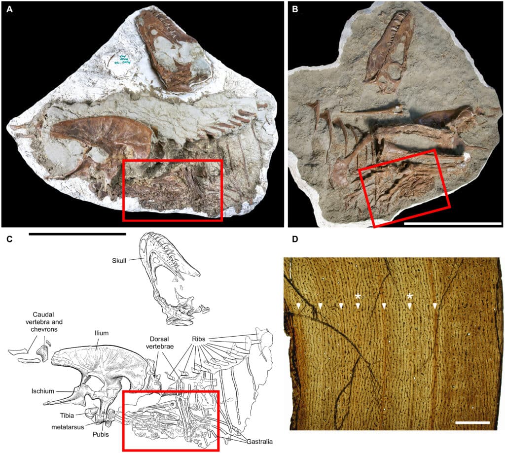 tyrannosaures fossile proie