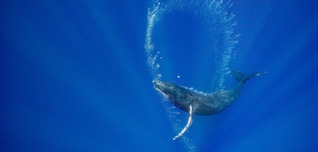 Balena di bolle