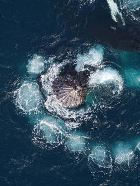 baleines bulles fibonacci