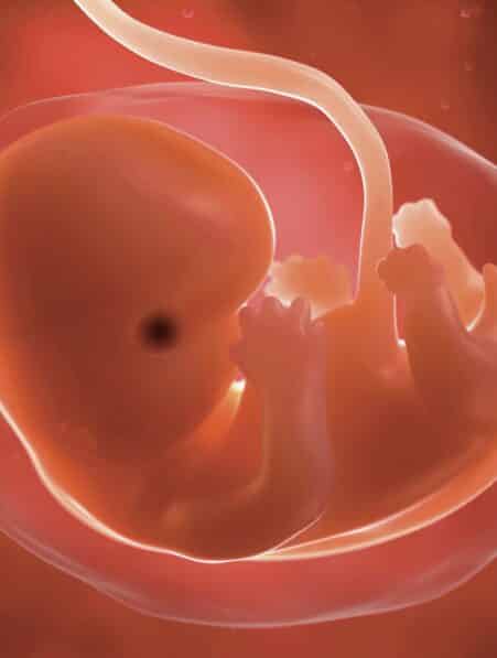 embryonnaire adn viral