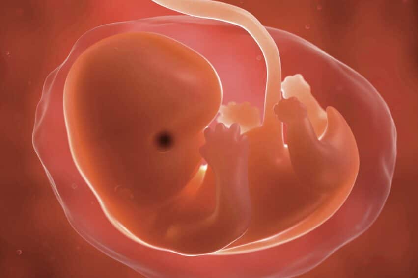 embryonnaire adn viral