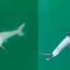 Nuovo grande squalo bianco