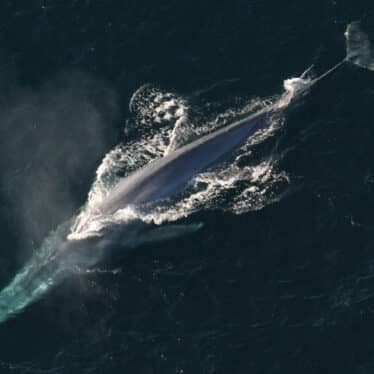 ADN baleines bleues