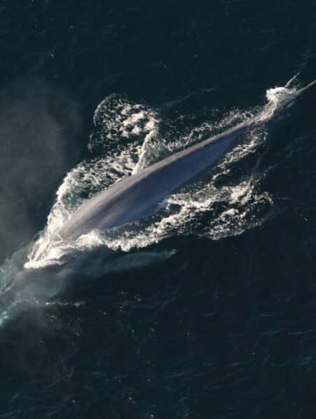 ADN baleines bleues