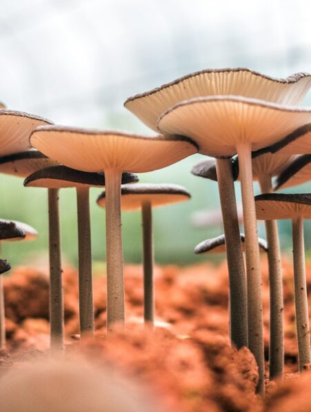 acoustique champignon ecosysteme