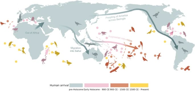 1.430 specie di uccelli sono scomparse a causa dell’uomo, il doppio del numero precedentemente stimato