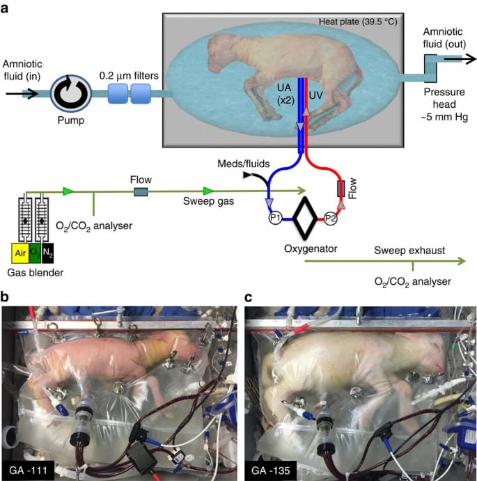utérus artificiel agneaux