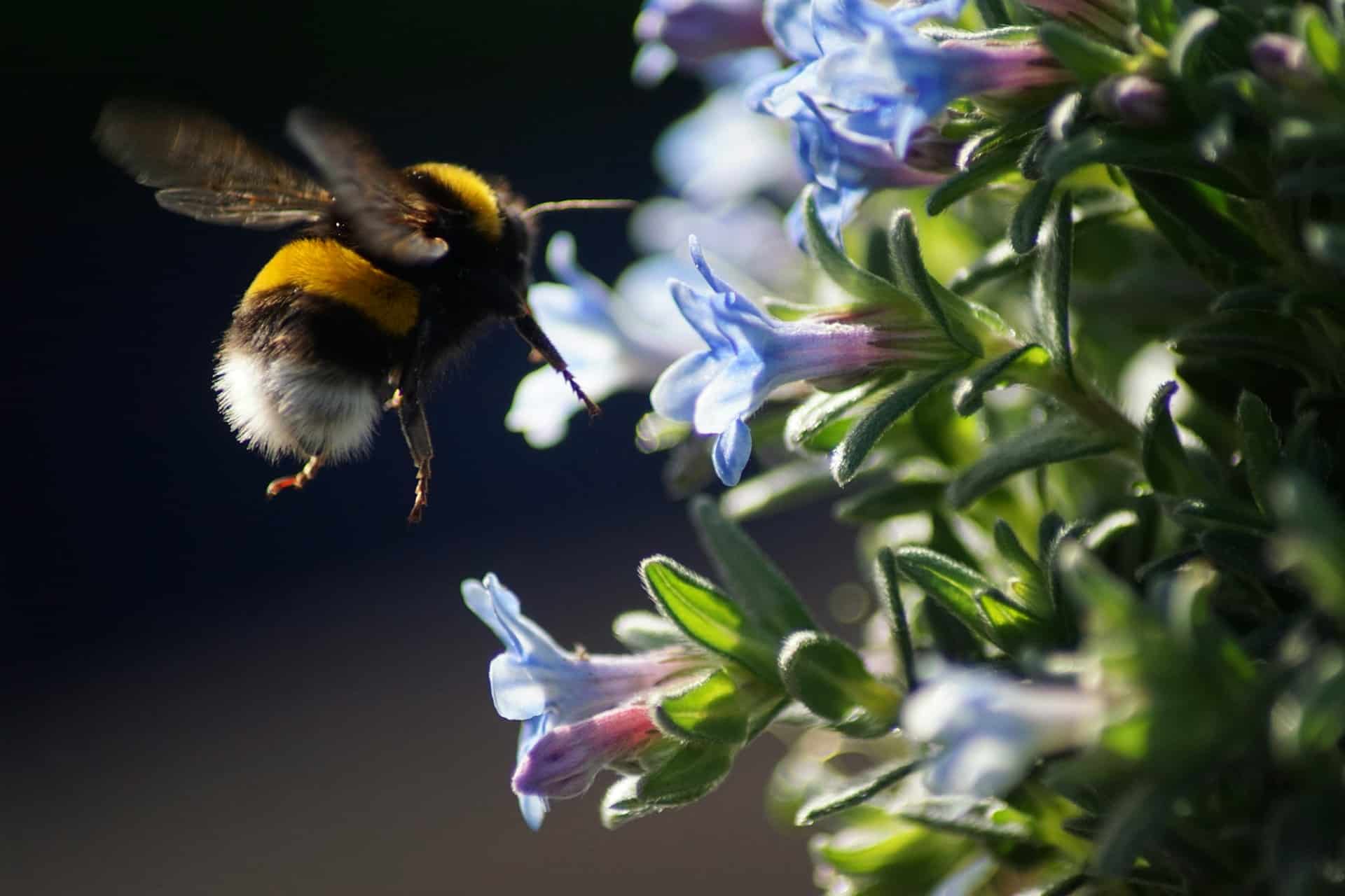 Bumblebees possess an amazing form of collective intelligence that was once thought to be specific to humans