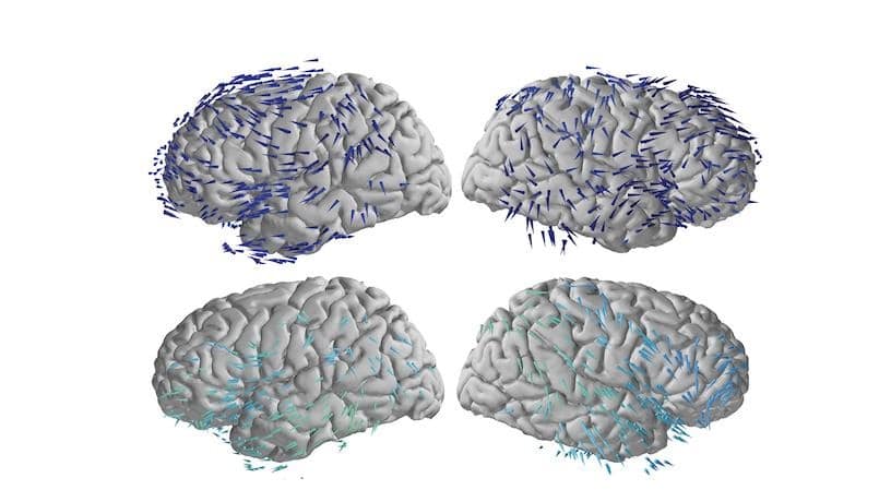 brain waves travel in one direct