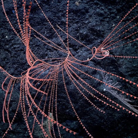 bioluminescence coraux premiere fois