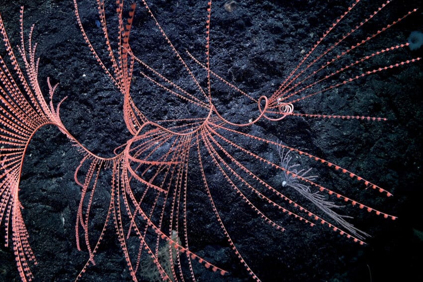 bioluminescence coraux premiere fois
