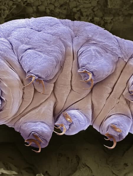 proteine tardigrade cellules