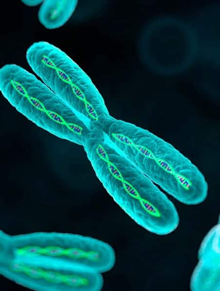 chromosomes x auto-immune femmes