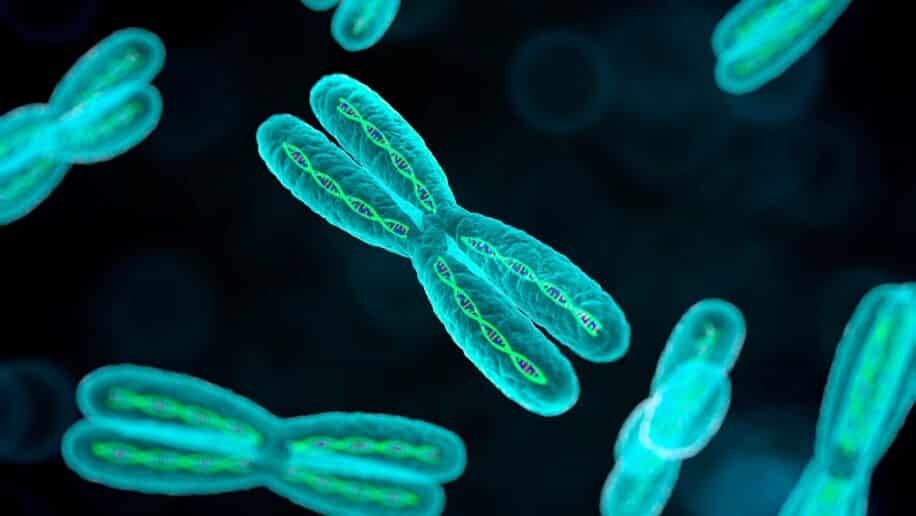 chromosomes x auto-immune femmes