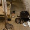 Cats contracted bird flu h5n1 after drinking cow's milk
