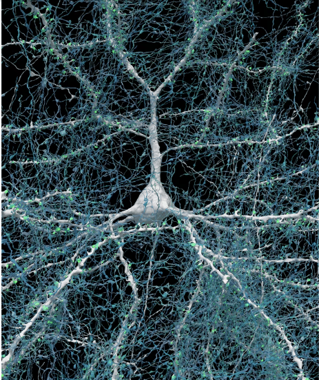 neurone axones