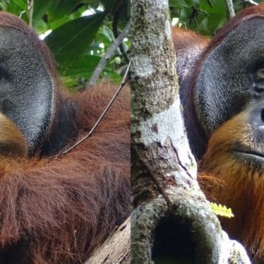 orang outan soigne blessure plante
