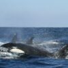 orques attaque yatch