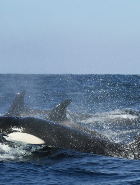 orques attaque yatch