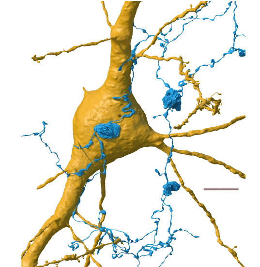 verticilles axones